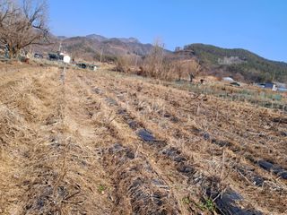 이인성님의 기타작물 · 영농일지 작성글 사진