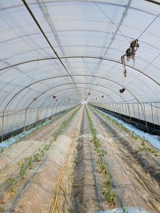 Smy1245678님의 기타작물 · 영농일지 작성글 사진