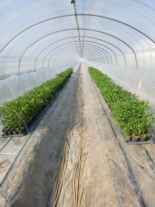 Smy1245678님의 기타작물 · 영농일지 작성글 사진