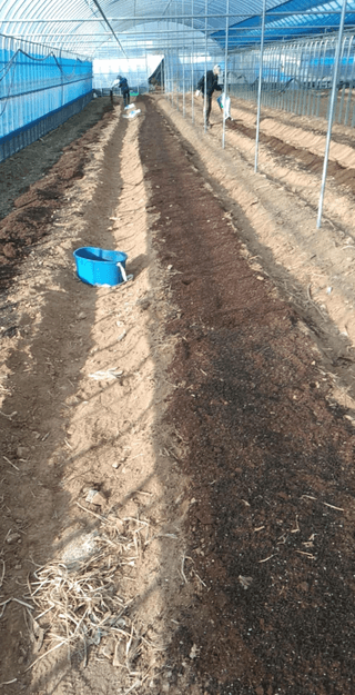 강태민님의 기타작물 · 영농일지 작성글 사진