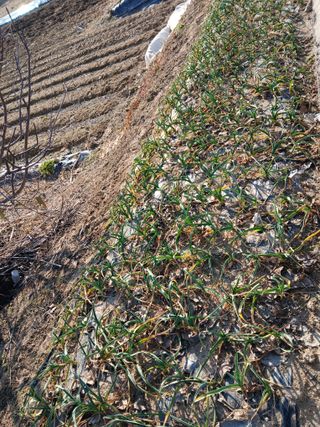 최남옥님의 기타작물 · 영농일지 작성글 사진