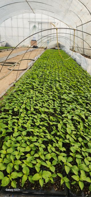 자연그대로님의 고추 · 영농일지 작성글 사진