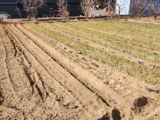 Kts668붉은노을님의 기타작물 · 영농일지 작성글 사진