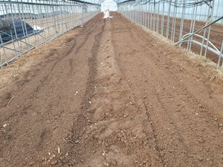 여주갑돌이님의 고추 · 영농일지 작성글 사진