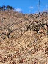 팜모닝 감·영농일지 게시글 이미지