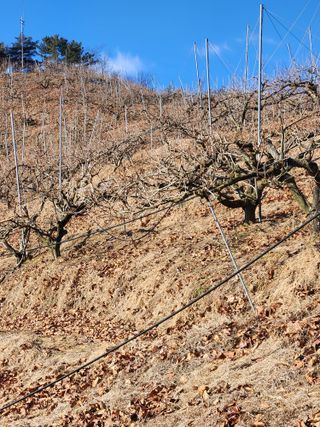 진짜뒤비진놈님의 감 · 영농일지 작성글 사진