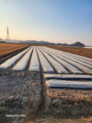 박종권님의 마늘 · 영농일지 작성글 사진