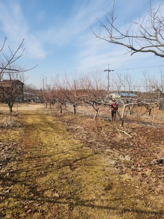 김용찬님의 기타작물 · 영농일지 작성글 사진