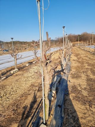 해찬들농원님의 기타작물 · 영농일지 작성글 사진