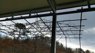 초보농부님의 기타작물 · 영농일지 작성글 사진