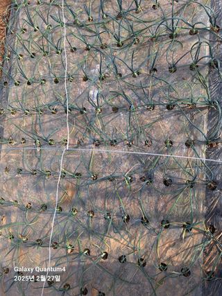 김용환님의 마늘 · 영농일지 작성글 사진