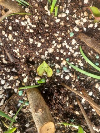 무료지식나눔 팜닥터님의 기타작물 · 영농일지 작성글 사진