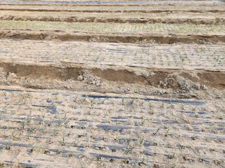 gksfid1112님의 기타작물 · 영농일지 작성글 사진