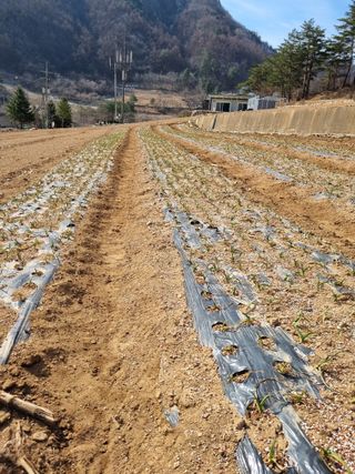 이상응님의 기타작물 · 영농일지 작성글 사진