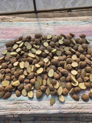 김시내 님의 기타작물 · 영농일지 작성글 사진