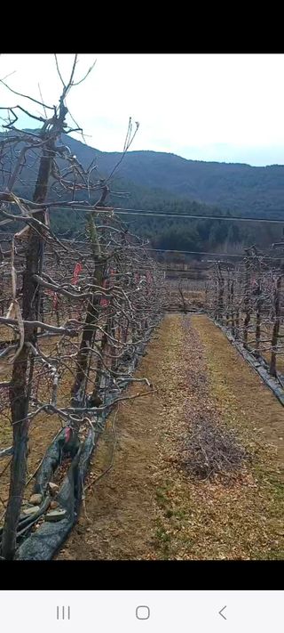 오금식(대청농원)님의 기타작물 · 영농일지 작성글 사진