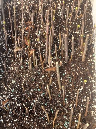 무료지식나눔 팜닥터님의 기타작물 · 영농일지 작성글 사진