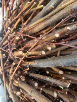 무료지식나눔 팜닥터님의 기타작물 · 영농일지 작성글 사진