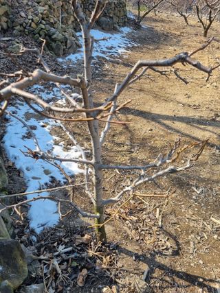 김용대님의 기타작물 · 영농일지 작성글 사진