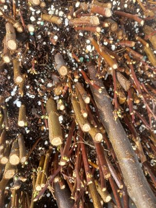 무료지식나눔 팜닥터님의 기타작물 · 영농일지 작성글 사진