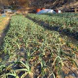 팜모닝 마늘·영농일지 게시글 이미지