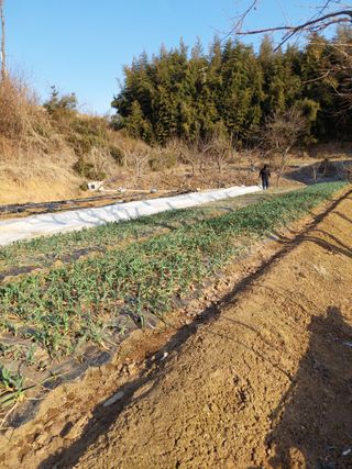 양김정숙님의 기타작물 · 영농일지 작성글 사진