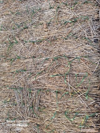 김용환님의 마늘 · 영농일지 작성글 사진