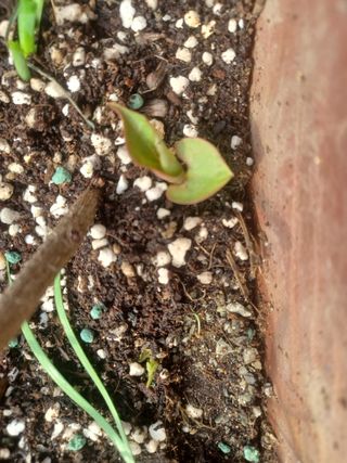 무료지식나눔 팜닥터님의 기타작물 · 영농일지 작성글 사진