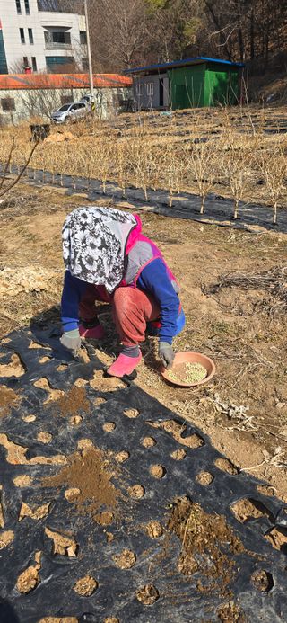 돌복숭아님의 기타작물 · 영농일지 작성글 사진