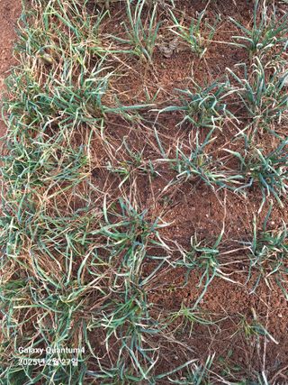 김용환님의 마늘 · 영농일지 작성글 사진