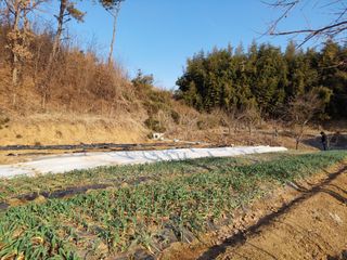양김정숙님의 기타작물 · 영농일지 작성글 사진