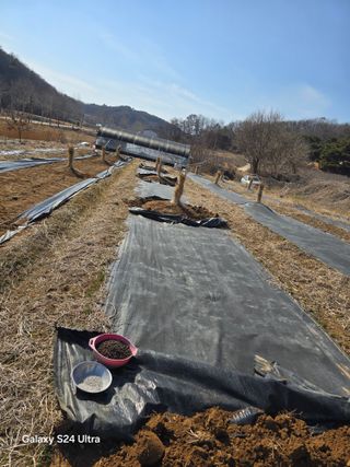 안종※님의 감 · 영농일지 작성글 사진