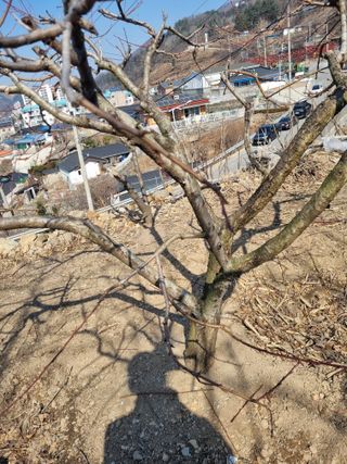 김용대님의 기타작물 · 영농일지 작성글 사진