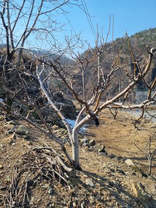 김용대님의 기타작물 · 영농일지 작성글 사진