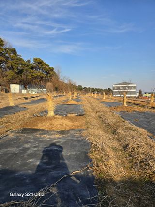안종※님의 감 · 영농일지 작성글 사진