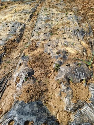 김명숙님의 기타작물 · 영농일지 작성글 사진