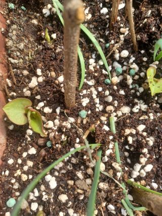 무료지식나눔 팜닥터님의 기타작물 · 영농일지 작성글 사진