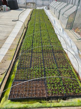 백호순(후추)님의 고추 · 영농일지 작성글 사진