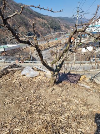 김용대님의 기타작물 · 영농일지 작성글 사진