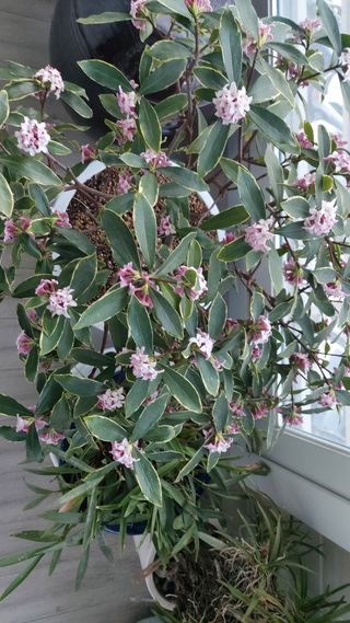 초보농부님의 기타작물 · 영농일지 작성글 사진