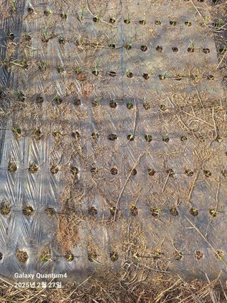 김용환님의 마늘 · 영농일지 작성글 사진