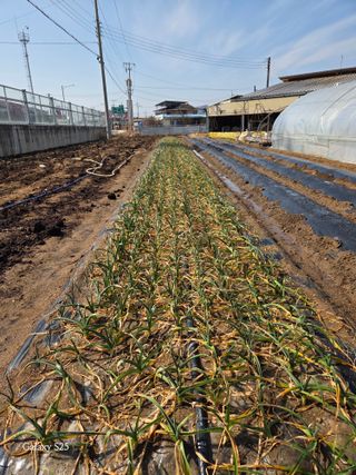 김시내 님의 기타작물 · 영농일지 작성글 사진