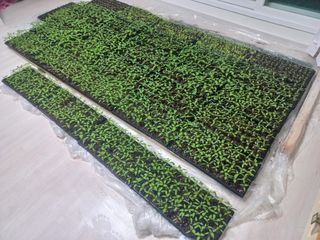 이일승님의 기타작물 · 영농일지 작성글 사진