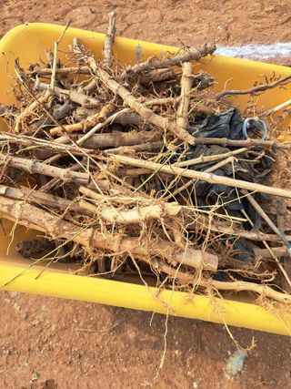 베리사랑득이농산님의 기타작물 · 영농일지 작성글 사진