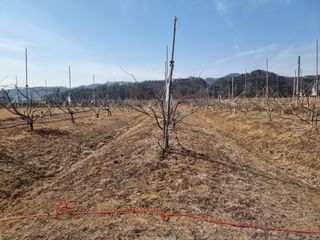 해찬들농원님의 복숭아 · 영농일지 작성글 사진