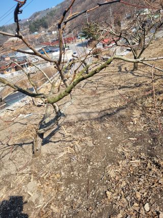 김용대님의 기타작물 · 영농일지 작성글 사진