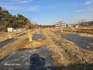 안종※님의 감 · 영농일지 작성글 사진