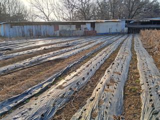이인성님의 기타작물 · 영농일지 작성글 사진