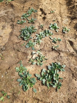 김명숙님의 기타작물 · 영농일지 작성글 사진