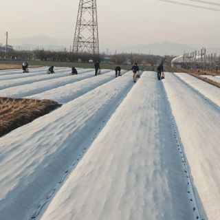 송병갑님의 마늘 · 영농일지 작성글 사진